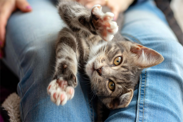 Morse Client Spotlight Its All About The Animals CTA Morse Client Spotlight Its All About The Animals CTA