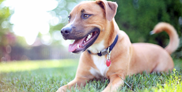 Photo of a cute pit bull mixed dog sitting in the grass