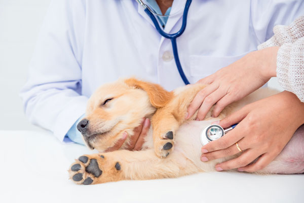 Morse-Pet-Insurance-CTA-Image A photo of a veterinarian appointment with a puppy